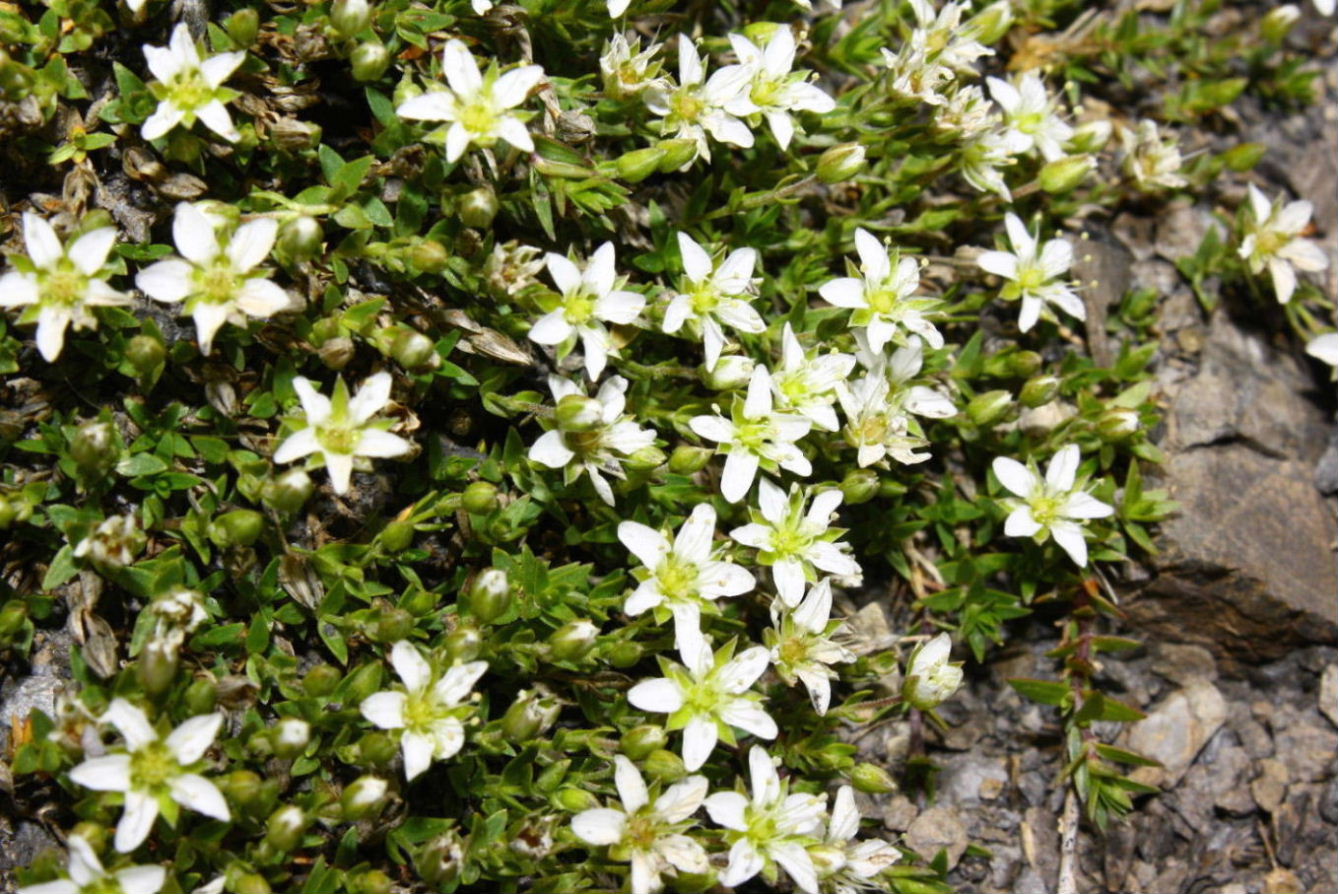 Facchinia (=Minuartia) rupestris e Campanula alpestris